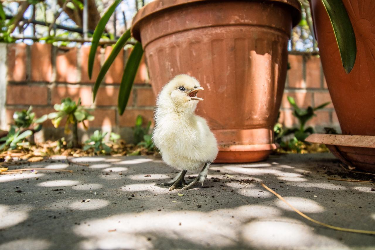 Il Gallo Con Gli Stivali แตร์โมลิ ภายนอก รูปภาพ
