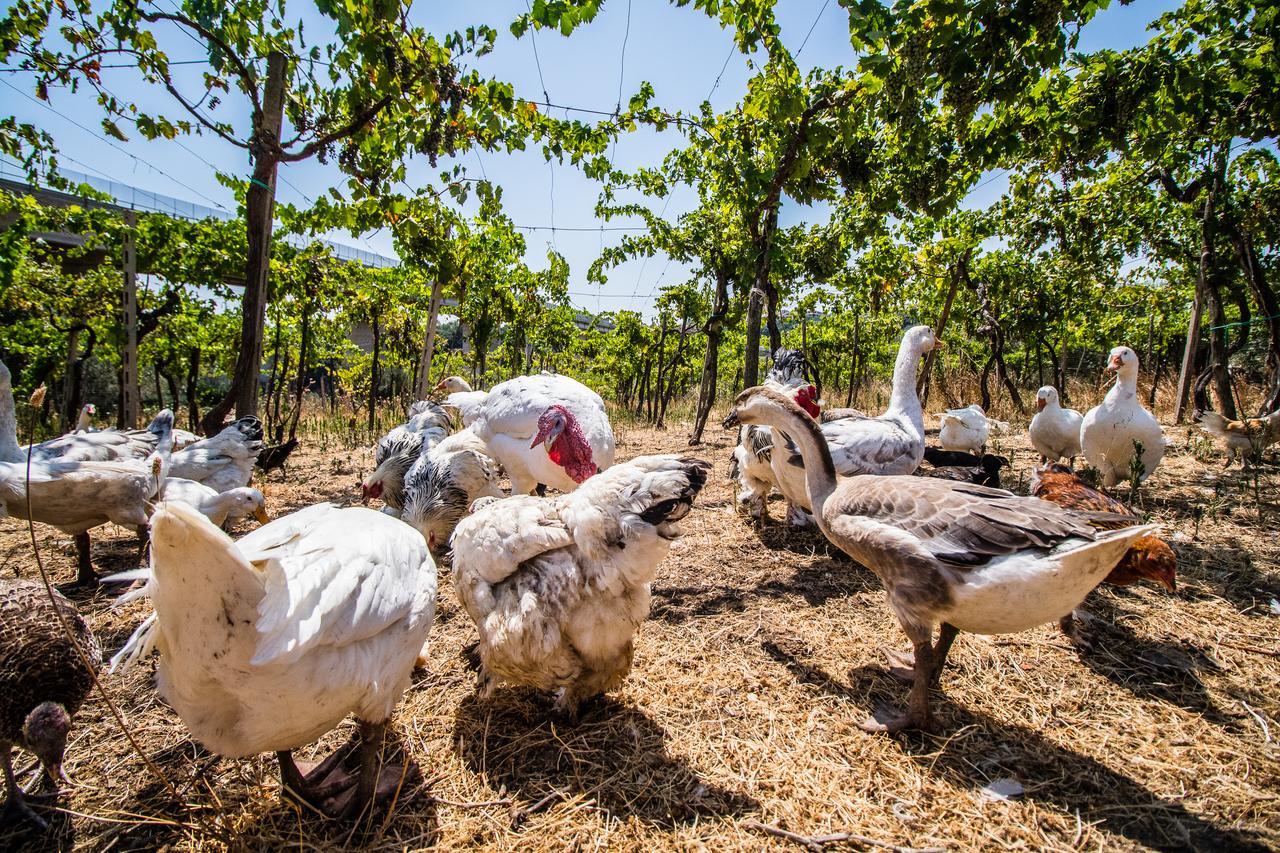 Il Gallo Con Gli Stivali แตร์โมลิ ภายนอก รูปภาพ