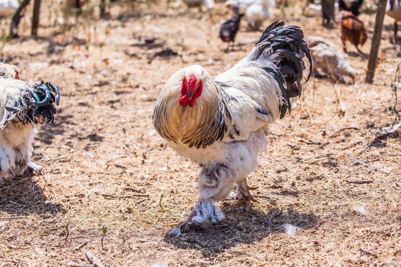 Il Gallo Con Gli Stivali แตร์โมลิ ภายนอก รูปภาพ