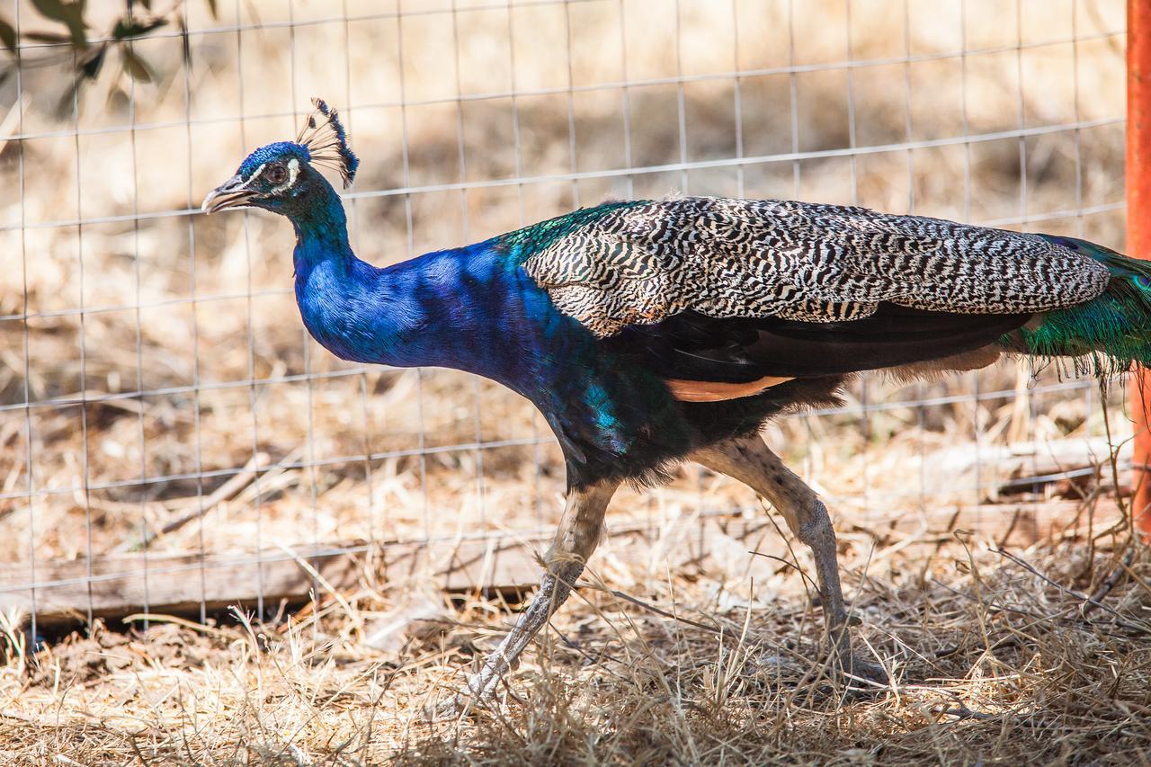 Il Gallo Con Gli Stivali แตร์โมลิ ภายนอก รูปภาพ