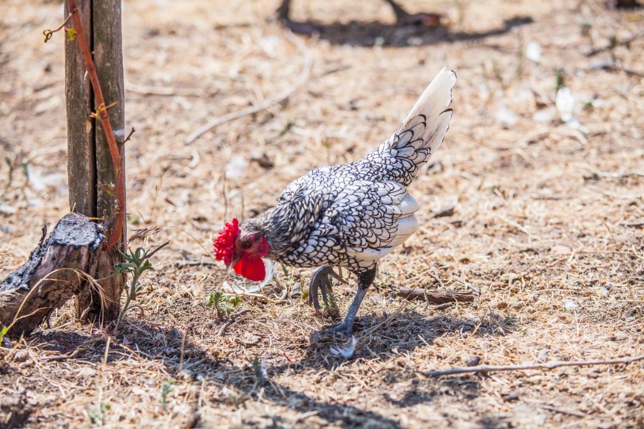 Il Gallo Con Gli Stivali แตร์โมลิ ภายนอก รูปภาพ