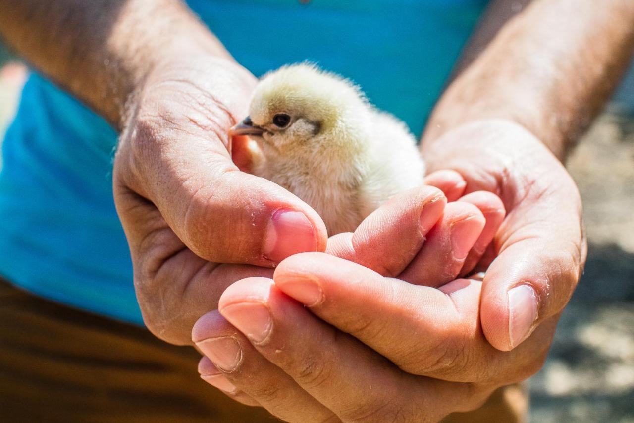 Il Gallo Con Gli Stivali แตร์โมลิ ภายนอก รูปภาพ