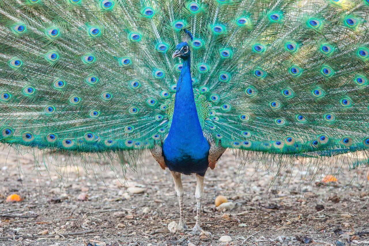 Il Gallo Con Gli Stivali แตร์โมลิ ภายนอก รูปภาพ
