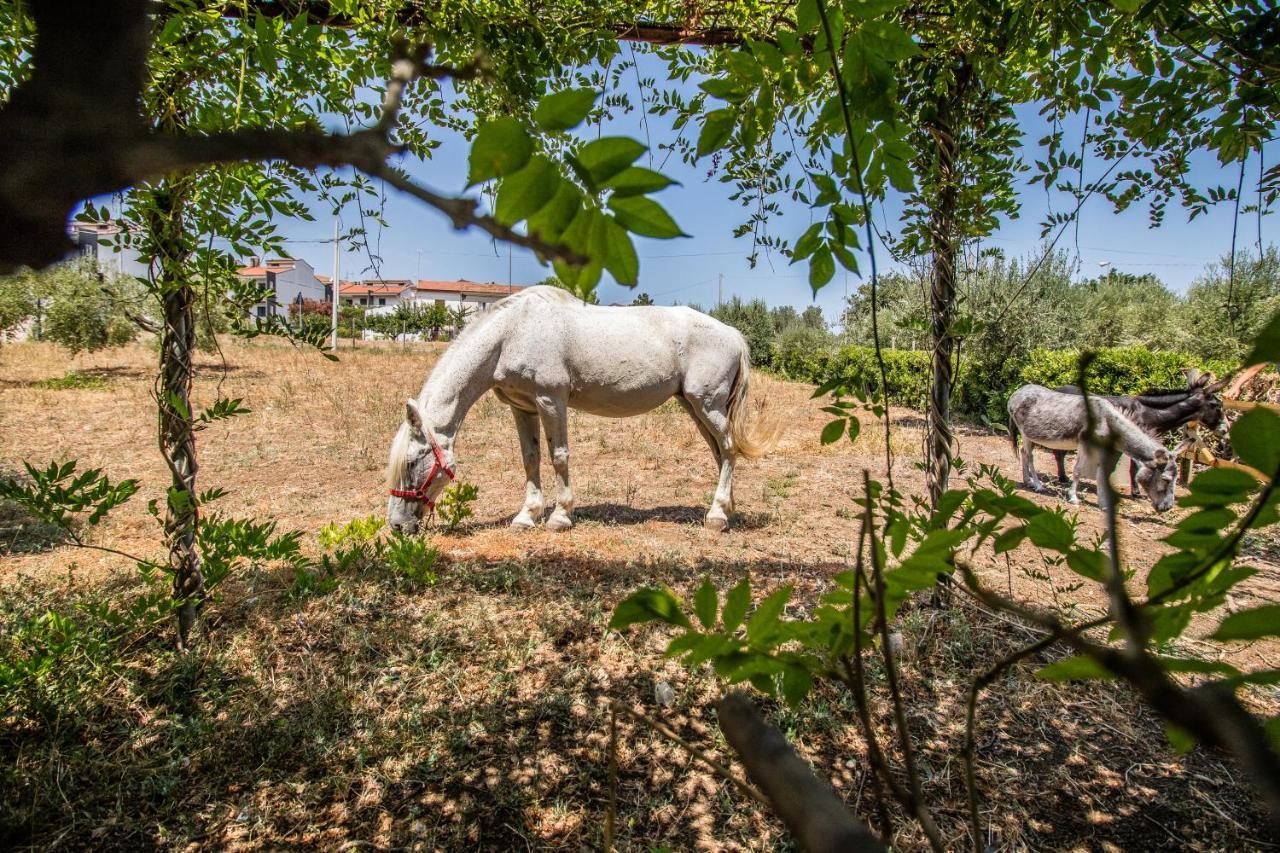 Il Gallo Con Gli Stivali แตร์โมลิ ภายนอก รูปภาพ